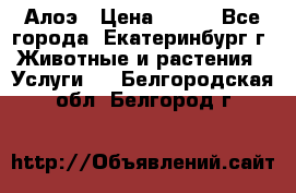 Алоэ › Цена ­ 150 - Все города, Екатеринбург г. Животные и растения » Услуги   . Белгородская обл.,Белгород г.